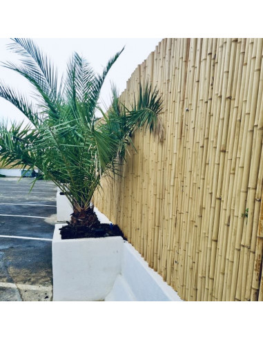 CANISSE BAMBOUS RONDS 30/40 H2.00MX2.00M - Ambiance Cloture